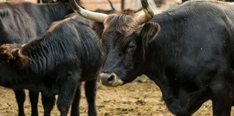 Das Bild vom Krafttier Ochse