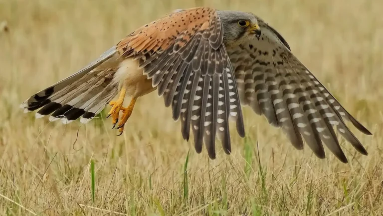 Das Bild vom Krafttier Falke