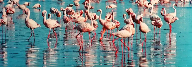 Das Bild vom Krafttier Flamingo