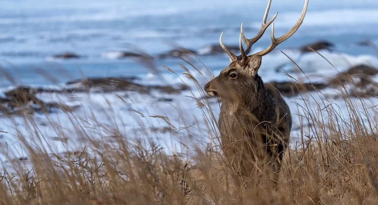 Das Bild vom Krafttier Hirsch