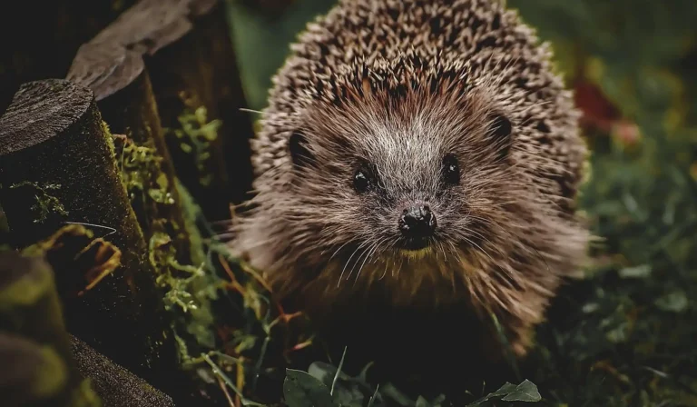 Das Bild vom Krafttier Igel