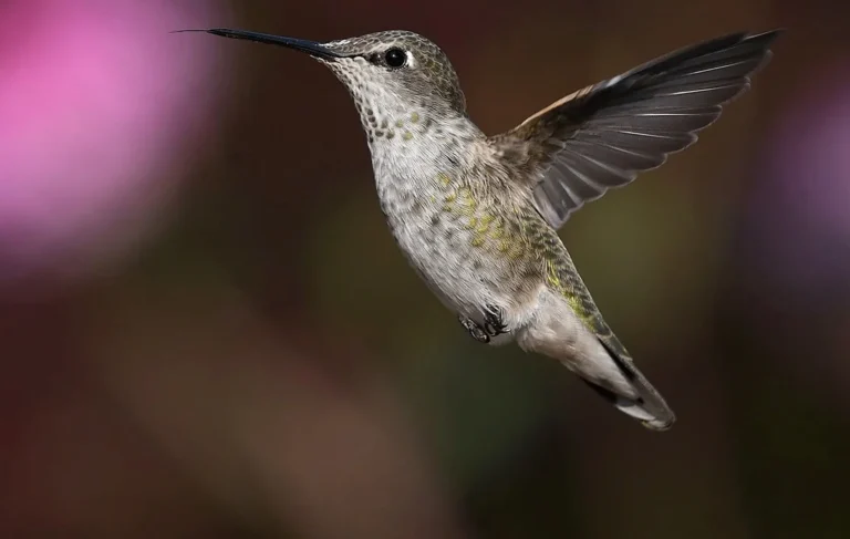 Das Bild vom Krafttier Kolibri