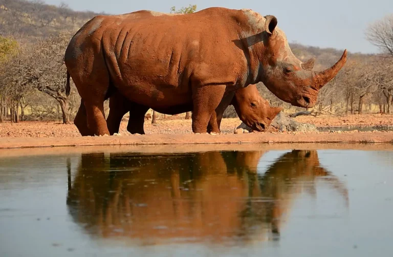 Das Bild vom Krafttier Nashorn
