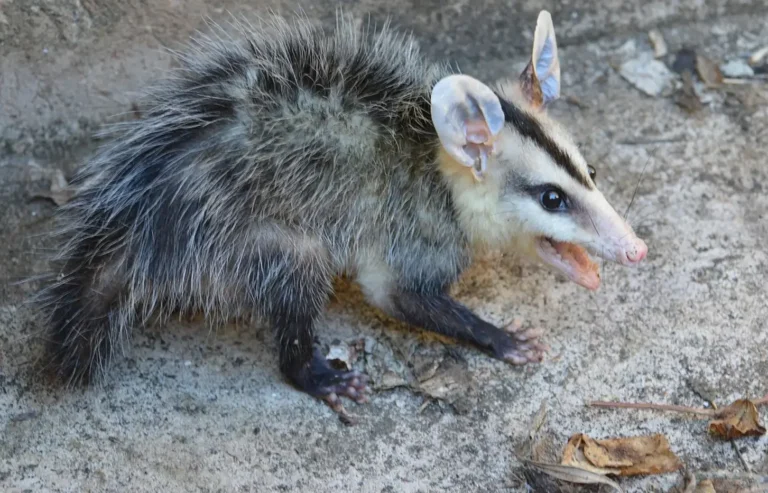 Das Bild vom Krafttier Opossum