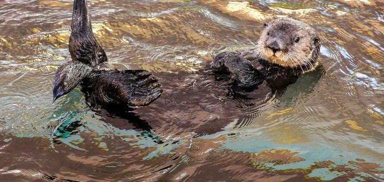 Das Bild vom Krafttier Otter