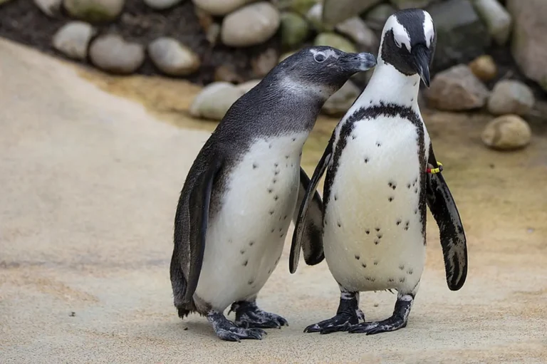 Das Bild vom Krafttier Pinguin