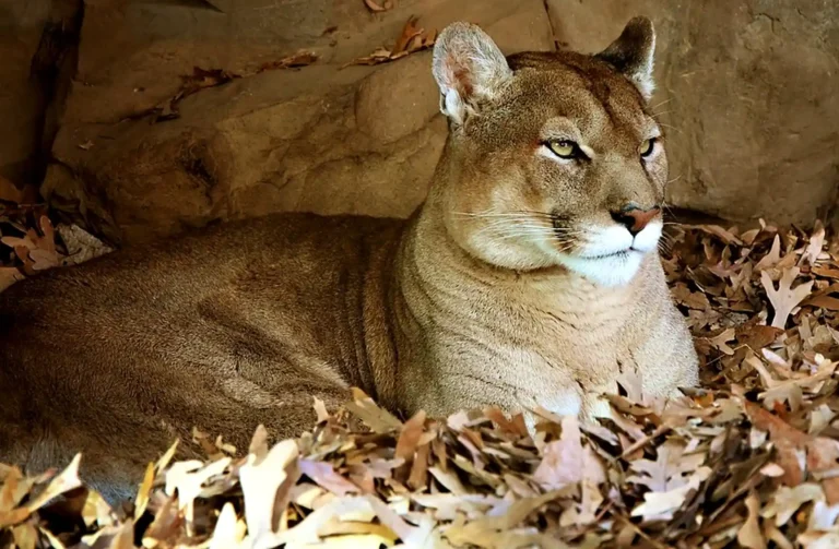 Das Bild vom Krafttier Puma