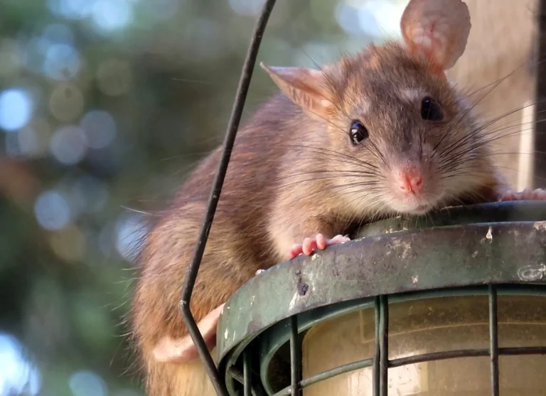 Das Bild vom Krafttier Ratte