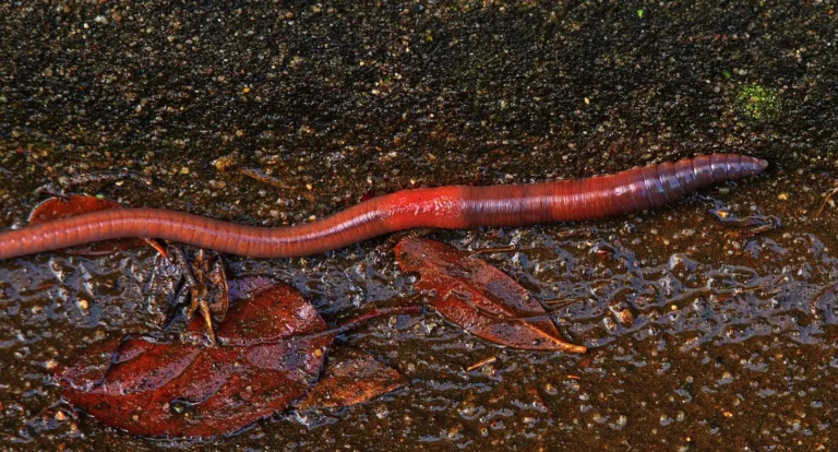 Das Bild vom Krafttier Regenwurm