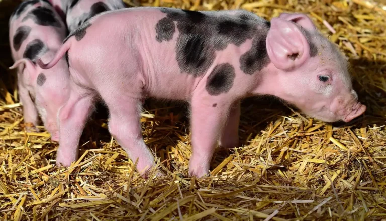 Das Bild vom Krafttier Schwein
