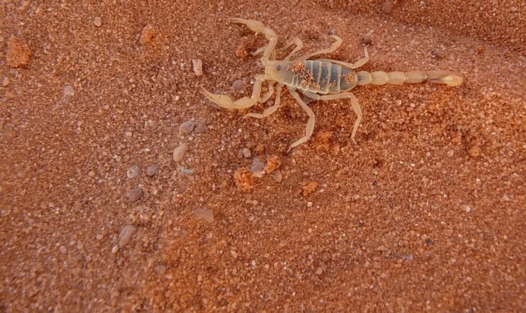 Das Bild vom Krafttier Skorpion