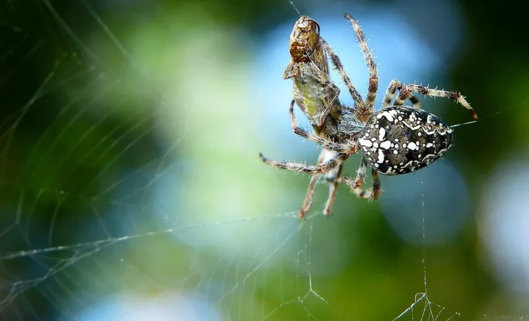 Das Bild vom Krafttier Spinne