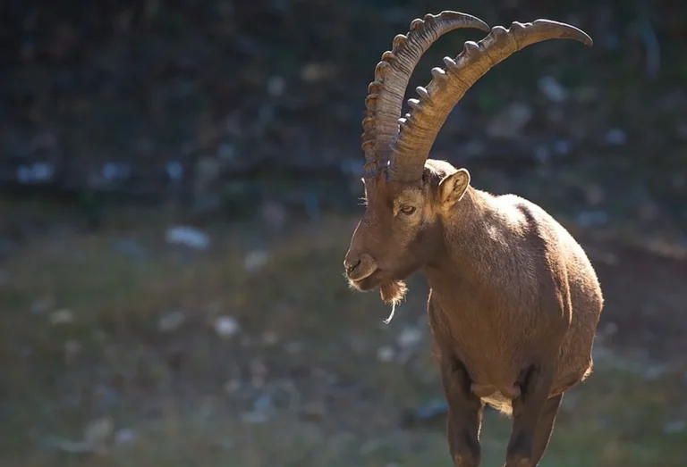 Das Bild vom Krafttier Steinbock