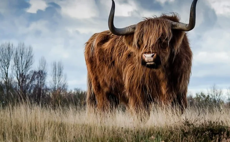Das Bild vom Krafttier Stier