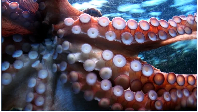 Das Bild vom Krafttier Oktopus/Tintenfisch