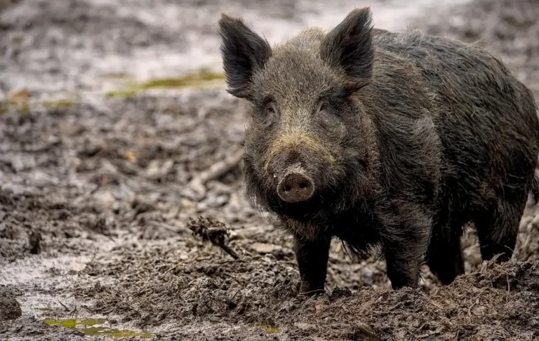 Das Bild vom Krafttier Wildschwein