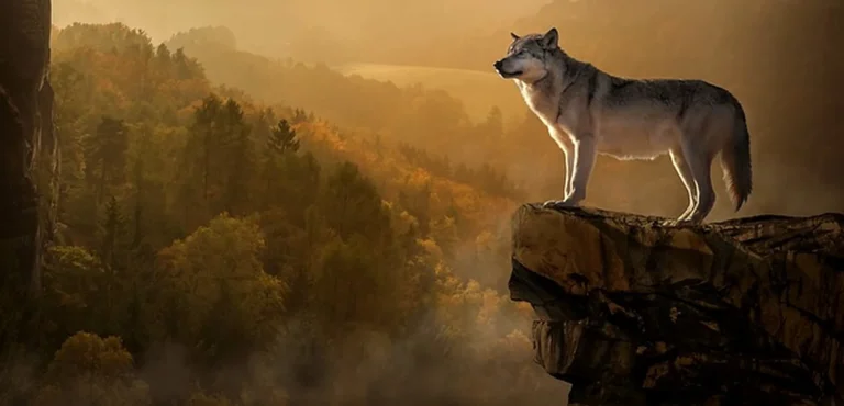 Das Bild vom Krafttier Wolf