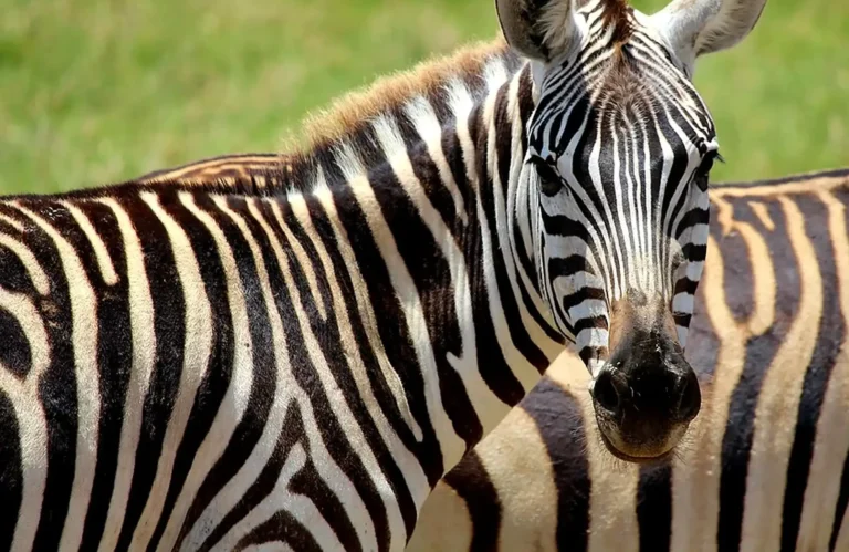 Das Bild vom Krafttier Zebra