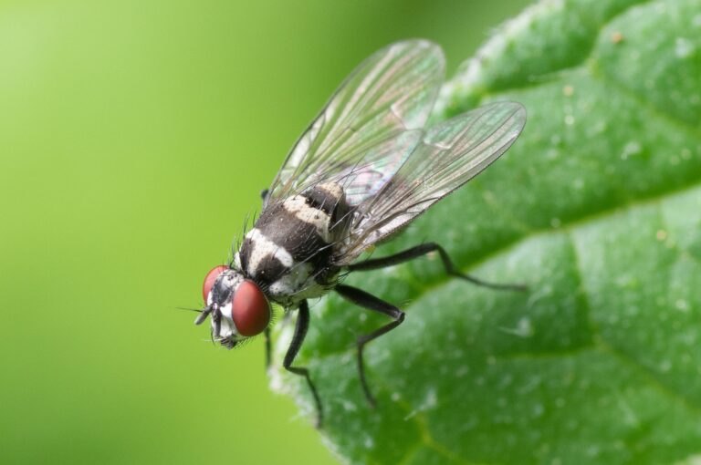 Das Bild vom Krafttier Fliege