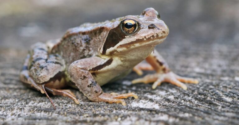 Das Bild vom Krafttier Frosch