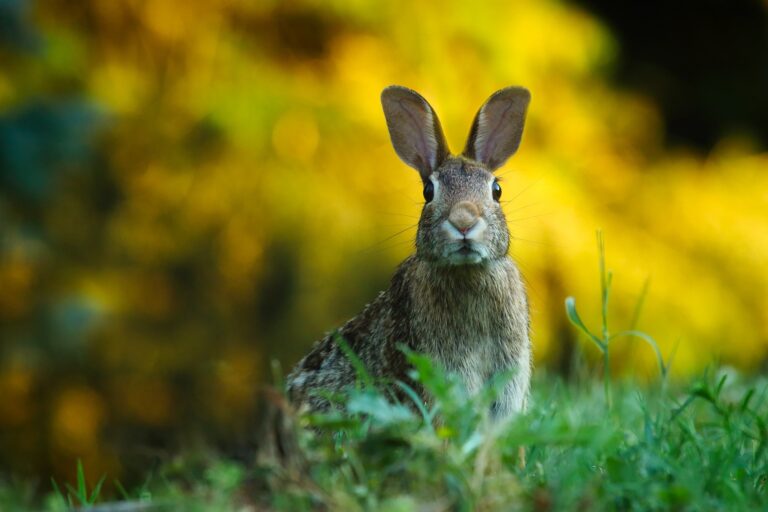 Das Bild vom Krafttier Hase
