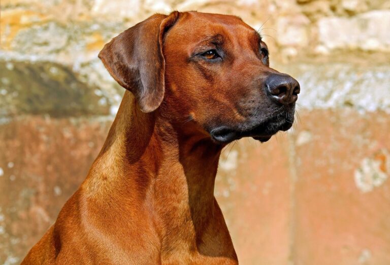 Das Bild vom Krafttier Hund