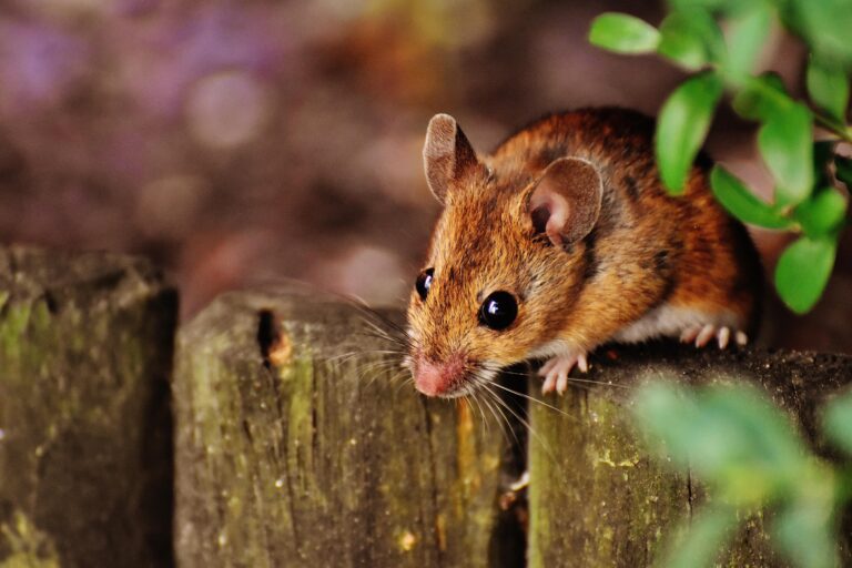 Das Bild vom Krafttier Maus