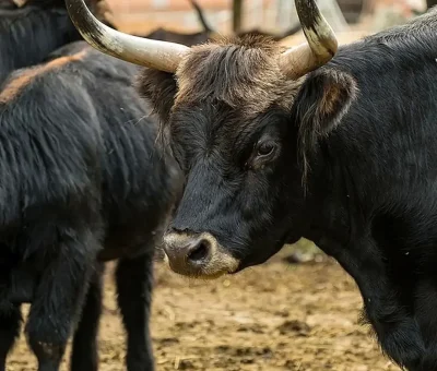 Das Bild vom Krafttier Ochse