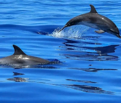 Ein Bild vom Krafttier Delfin