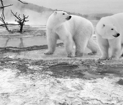 Ein Bild vom Krafttier Eisbär