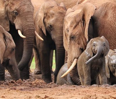 Ein Bild vom Krafttier Elefant