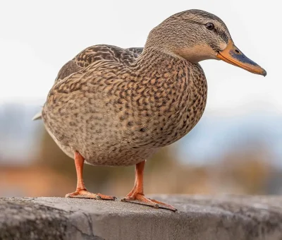 Das Bild vom Krafttier Ente