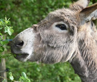 Das Bild vom Krafttier Esel