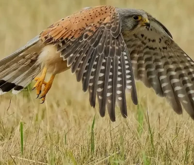 Das Bild vom Krafttier Falke