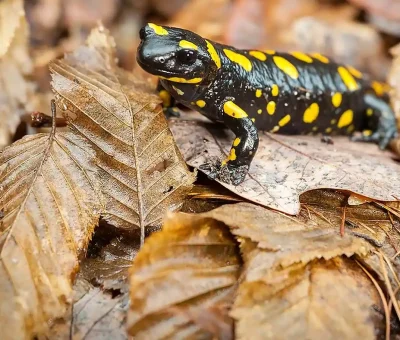 Feuersalamander_Blaetter