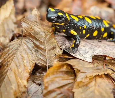 Feuersalamander_Blaetter