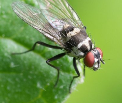 Das Bild vom Krafttier Fliege