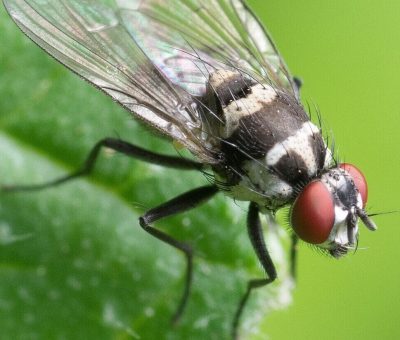 Das Bild vom Krafttier Fliege