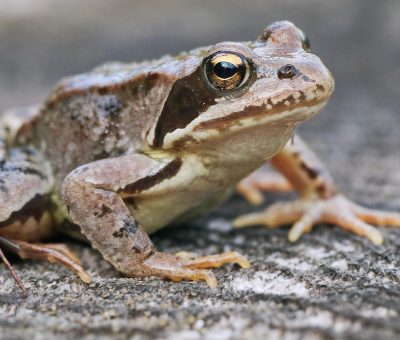 Das Bild vom Krafttier Frosch