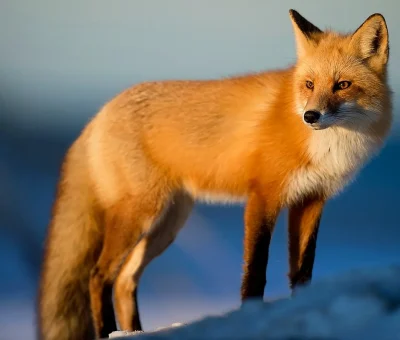 Das Bild vom Krafttier Fuchs