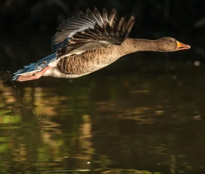 Das Bild vom Krafttier Gans