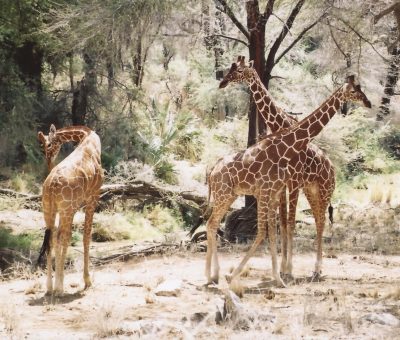 Das Bild vom Krafttier Giraffe