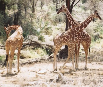 Das Bild vom Krafttier Giraffe