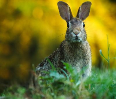 Das Bild vom Krafttier Hase
