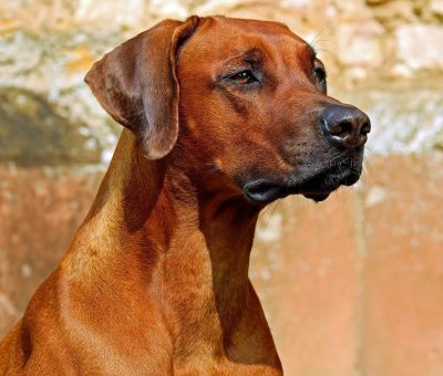 Das Bild vom Krafttier Hund