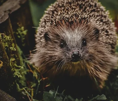 Das Bild vom Krafttier Igel