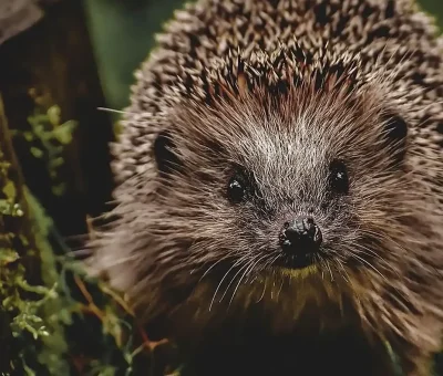 Das Bild vom Krafttier Igel