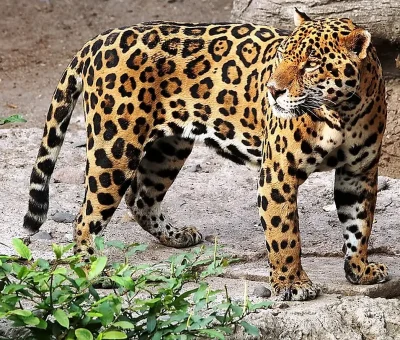 Jaguar_1600