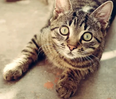 Das Bild vom Krafttier Katze