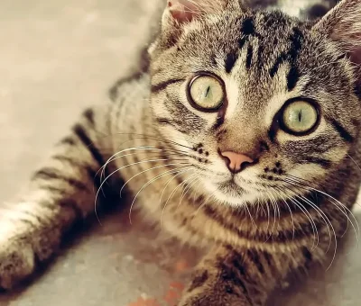 Das Bild vom Krafttier Katze
